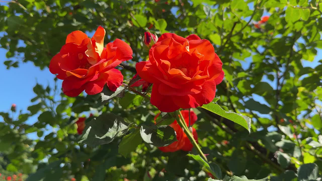 玫瑰花的花瓣是橘红色的视频下载