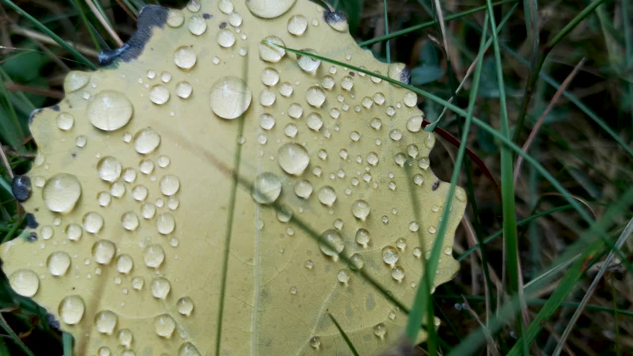 落叶带着露珠落在草地上视频素材