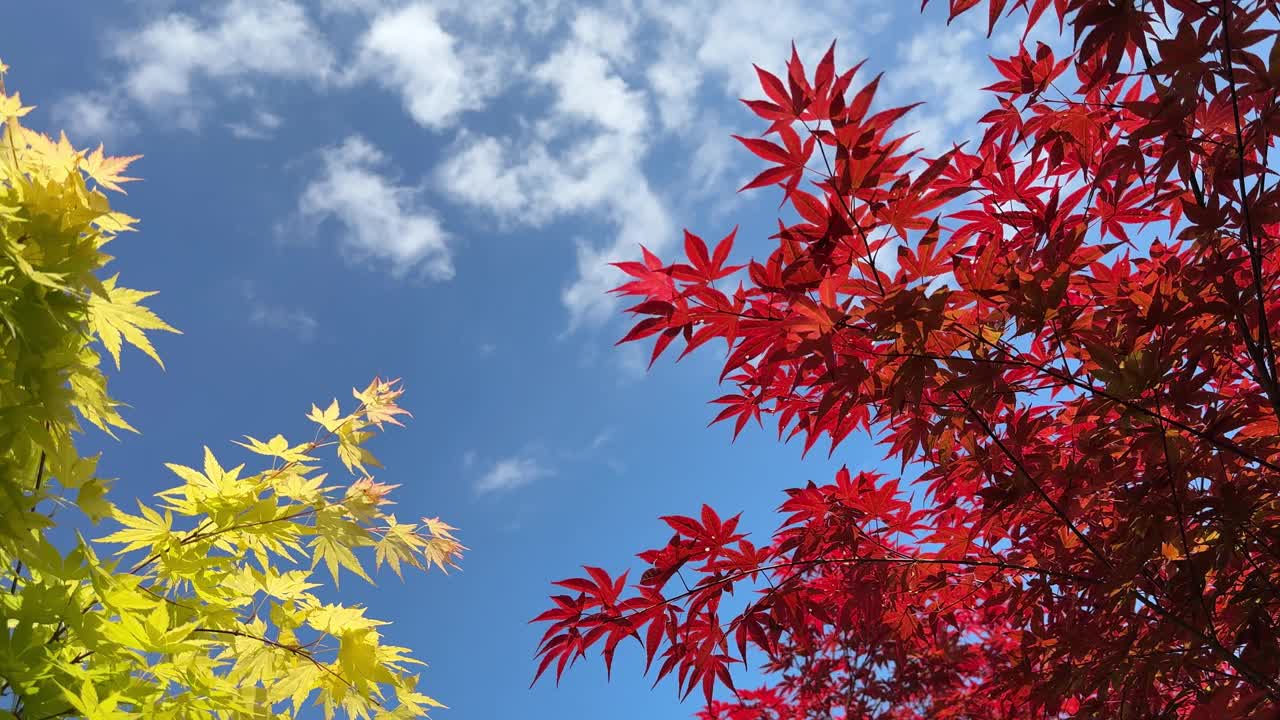 日本枫树的叶子在蓝色的天空上呈现出明亮的红色和黄色。视频素材