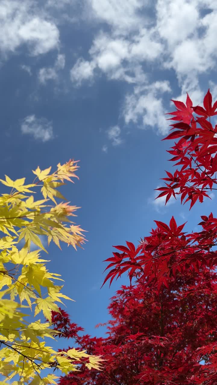 日本枫树的叶子鲜红黄亮，天空湛蓝，垂直视频视频下载