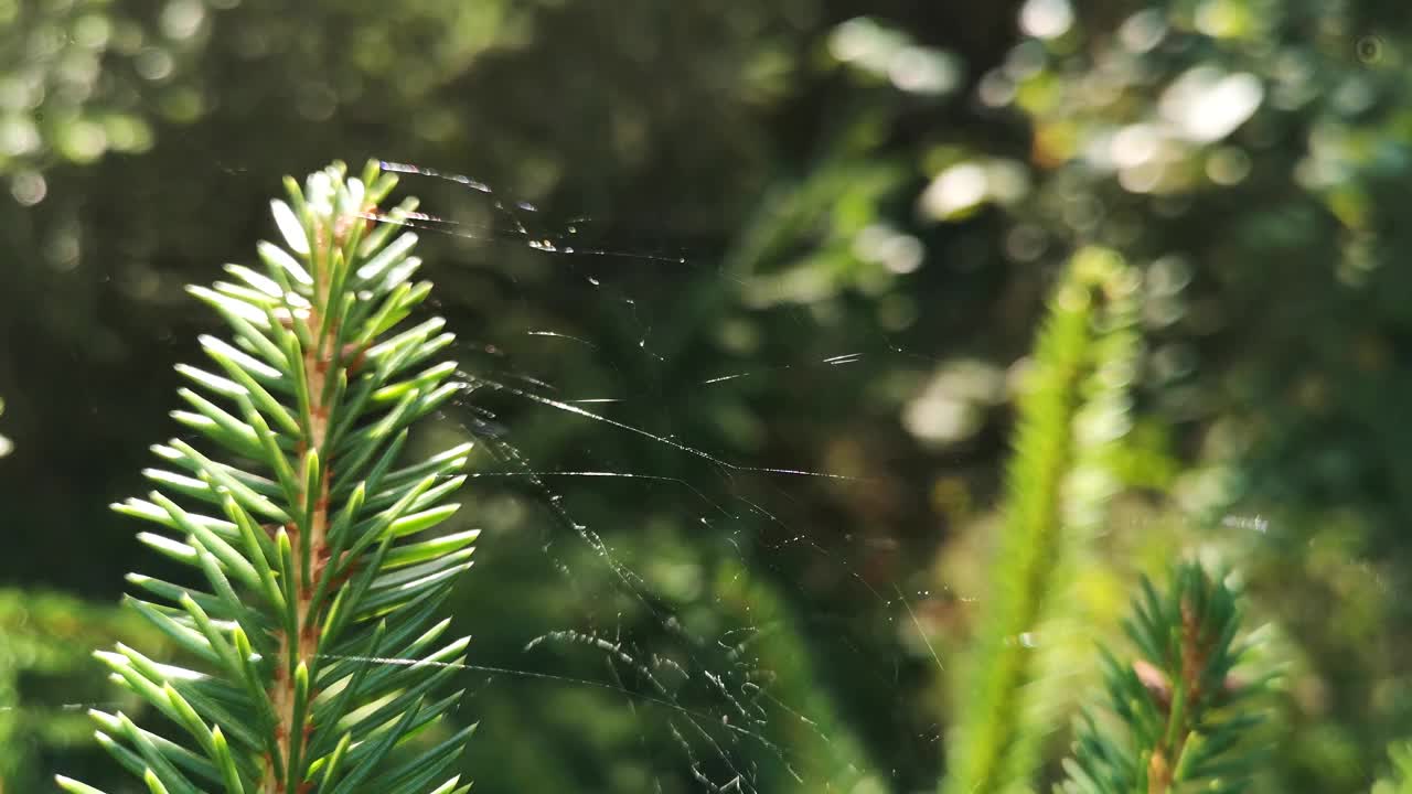 山林中云杉树枝上的蜘蛛网视频下载