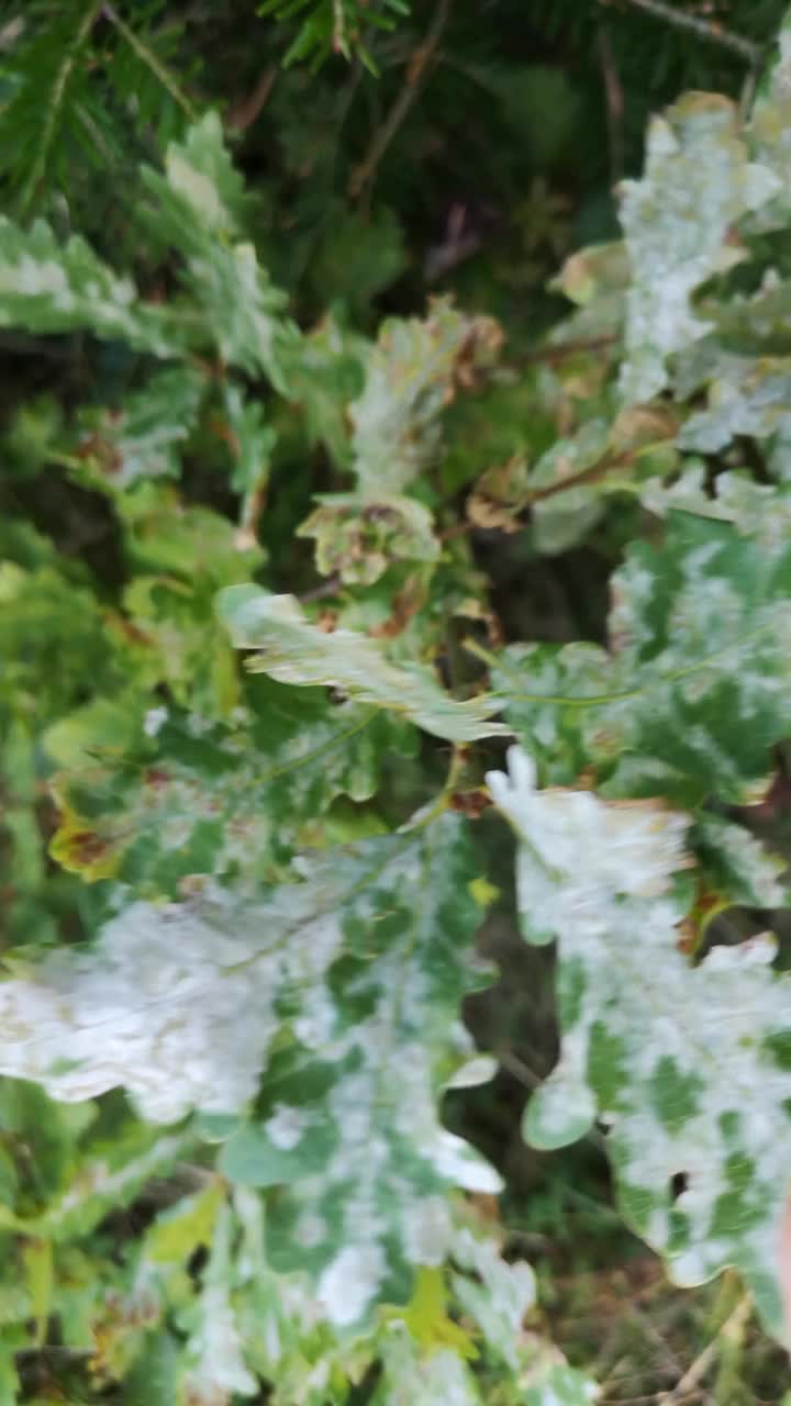 雨后森林里的橡树叶上有奇怪的痕迹视频下载