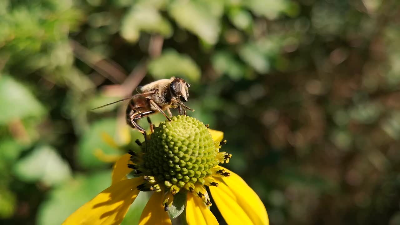 牛虻采蜜视频下载