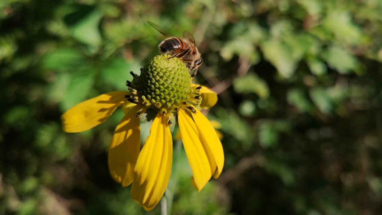 牛虻采蜜视频下载