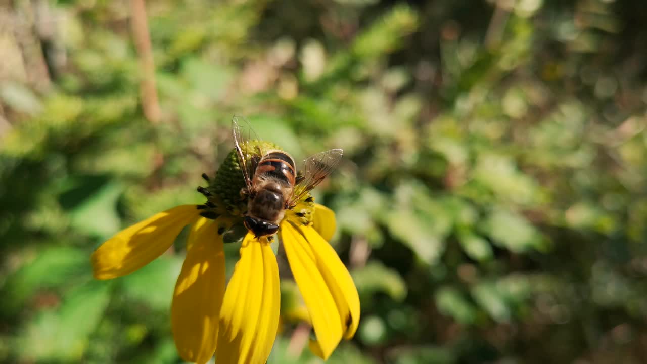 牛虻采蜜视频下载