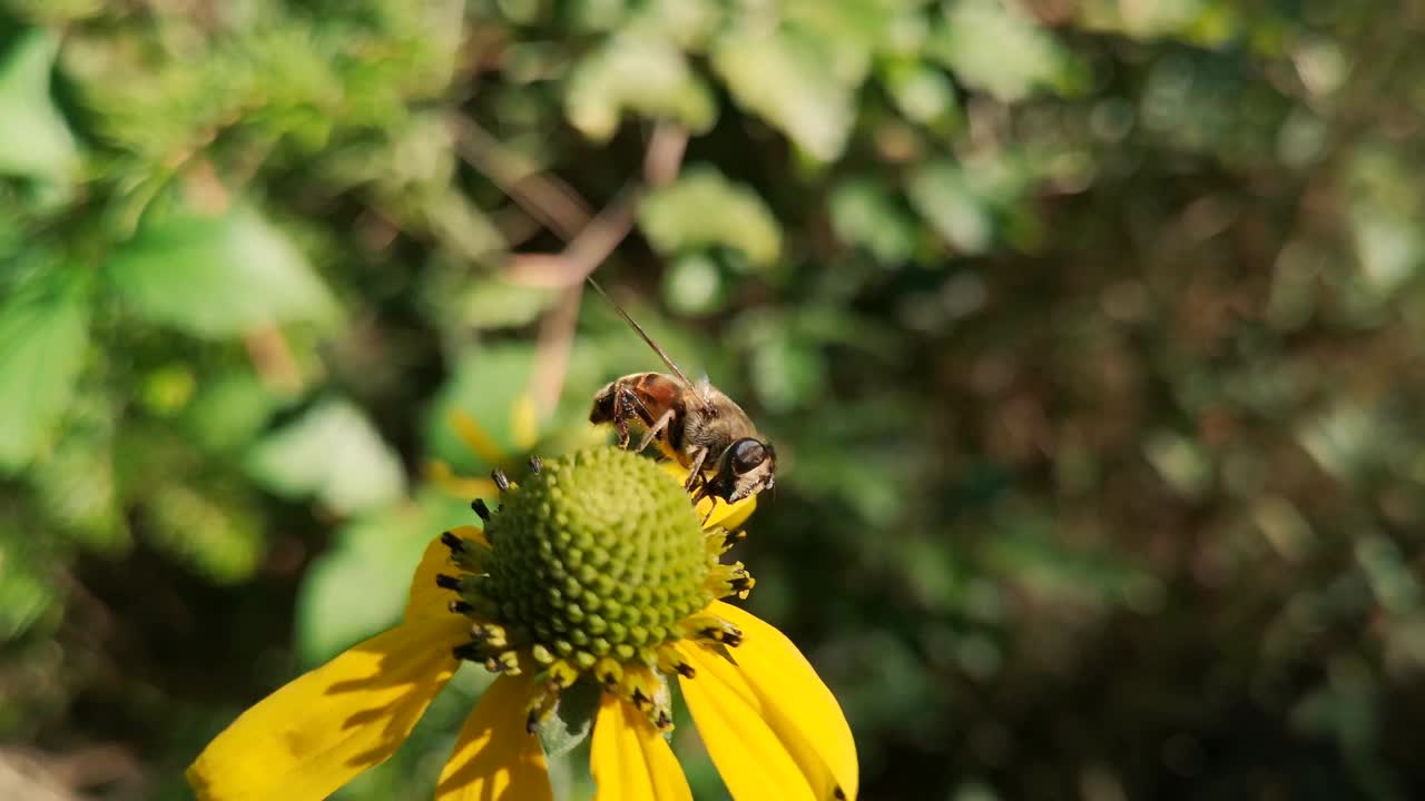 牛虻采蜜视频下载