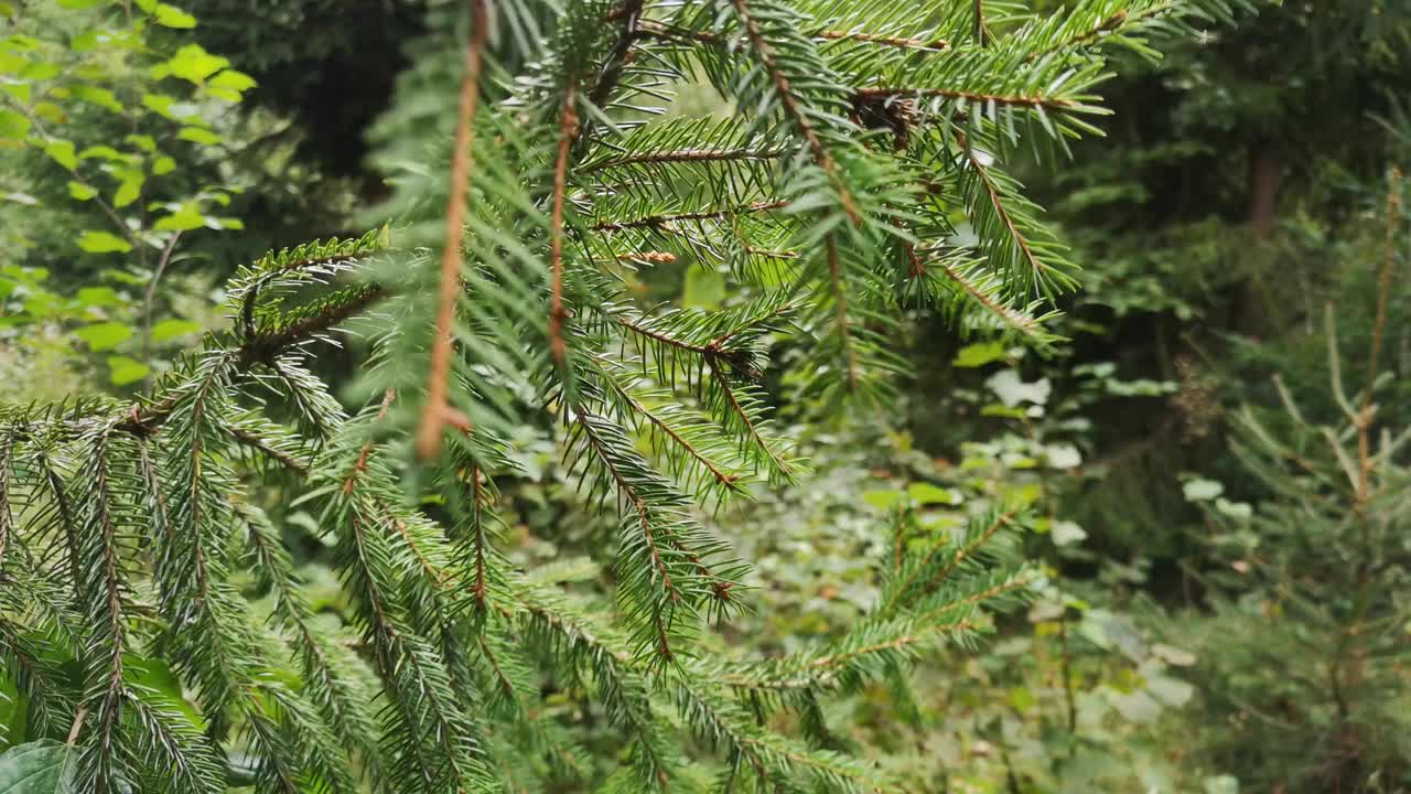 喀尔巴阡山脉森林中的巨大云杉视频下载