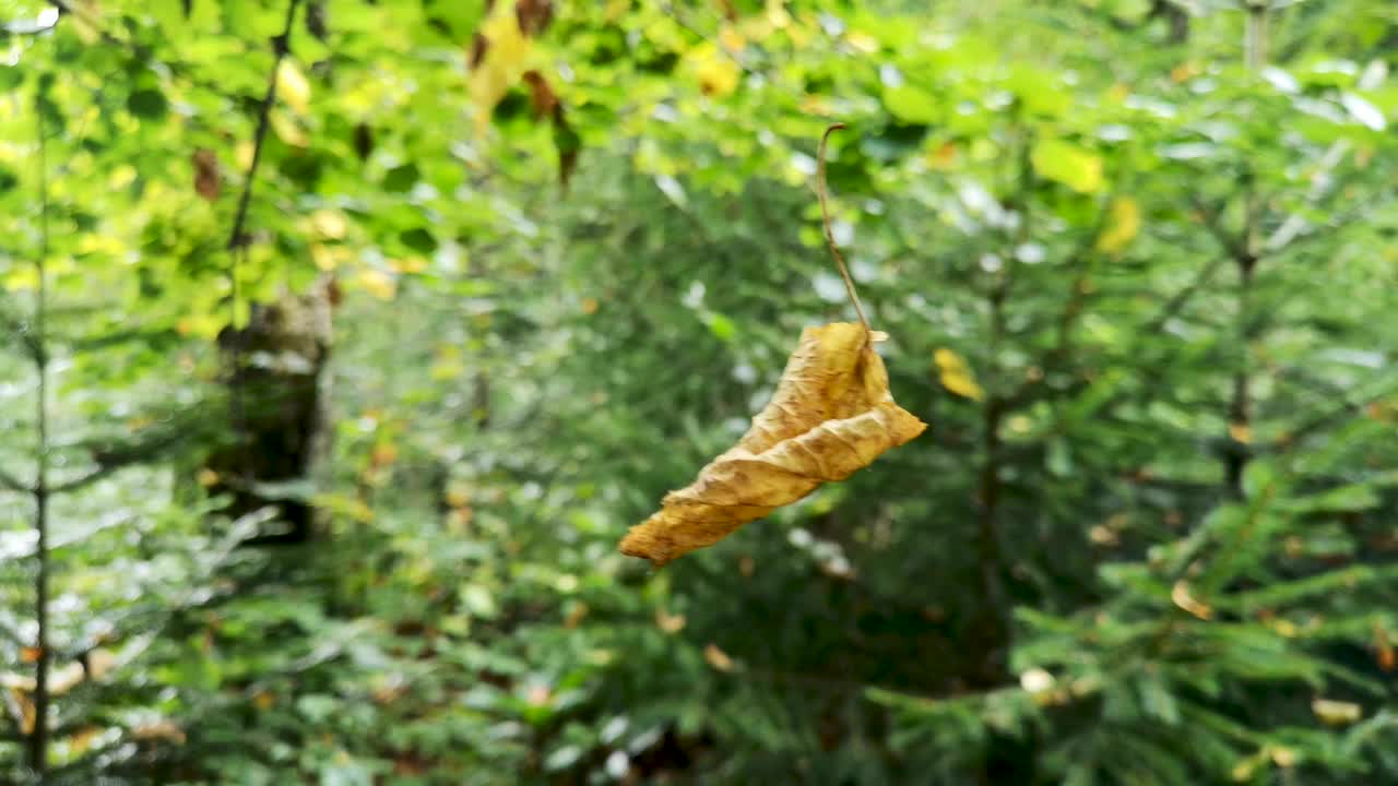 风中蜘蛛网上的落叶视频下载