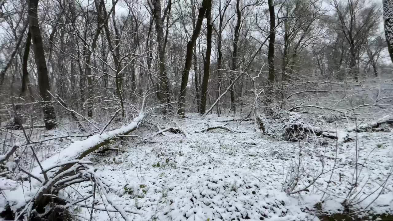 初雪在森林里，漫步在冬日的森林里，气氛平和自然视频下载