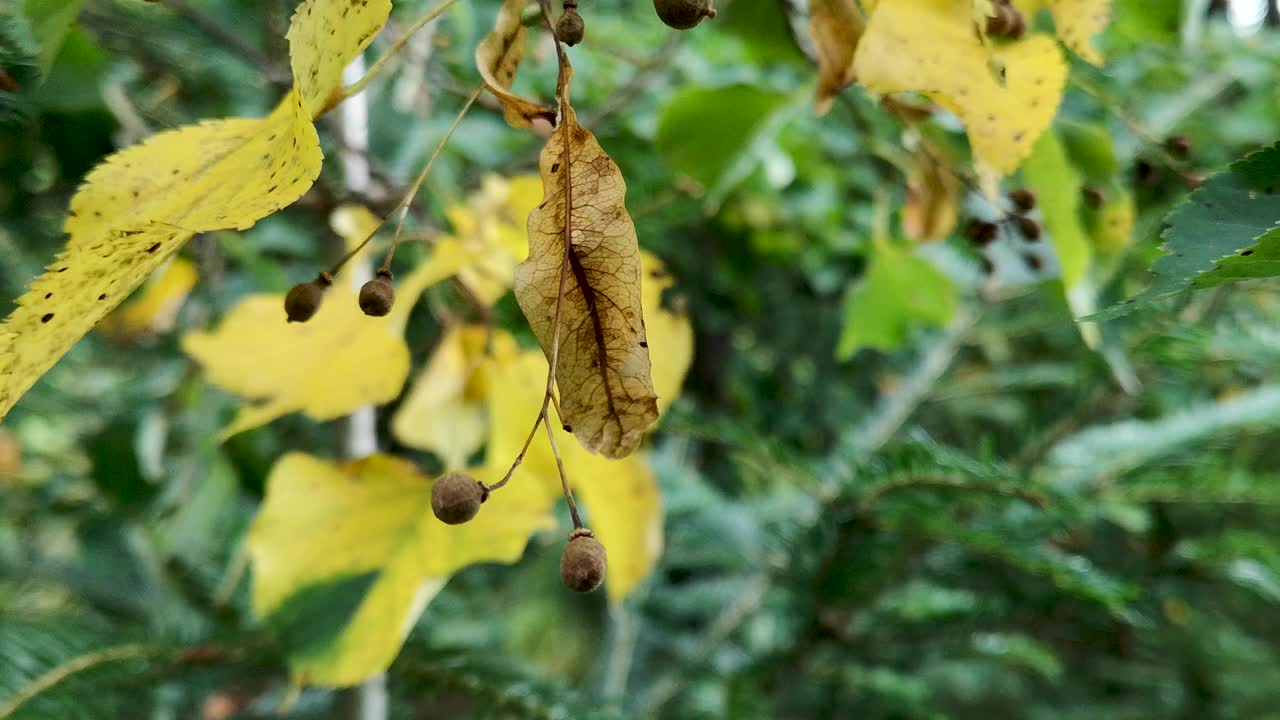 菩提树树枝上的种子和叶子视频下载