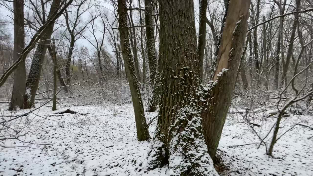 初雪在森林里，漫步在冬日的森林里，气氛平和自然视频下载