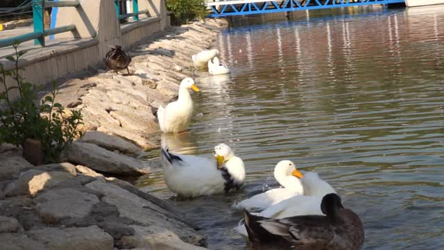 鸭子湖视频素材