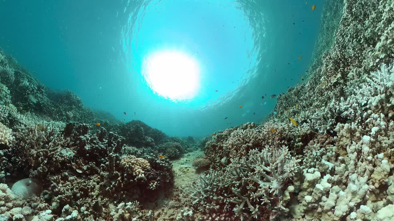 水下有鱼的珊瑚礁。视频下载