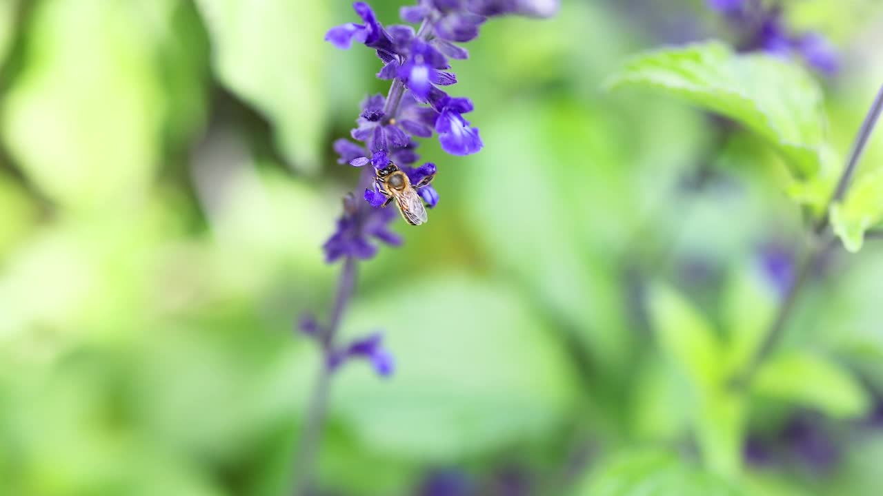 蜜蜂为鼠尾草花授粉视频素材