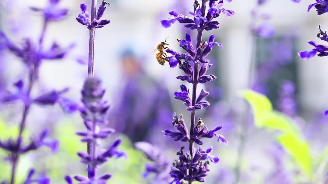 蜜蜂为紫色鼠尾草花授粉视频素材