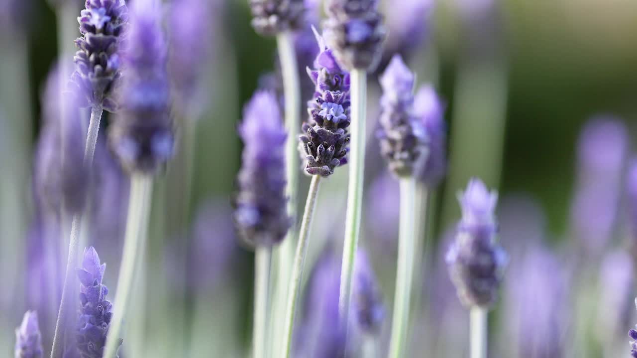 墨尔本薰衣草花与蜜蜂视频素材