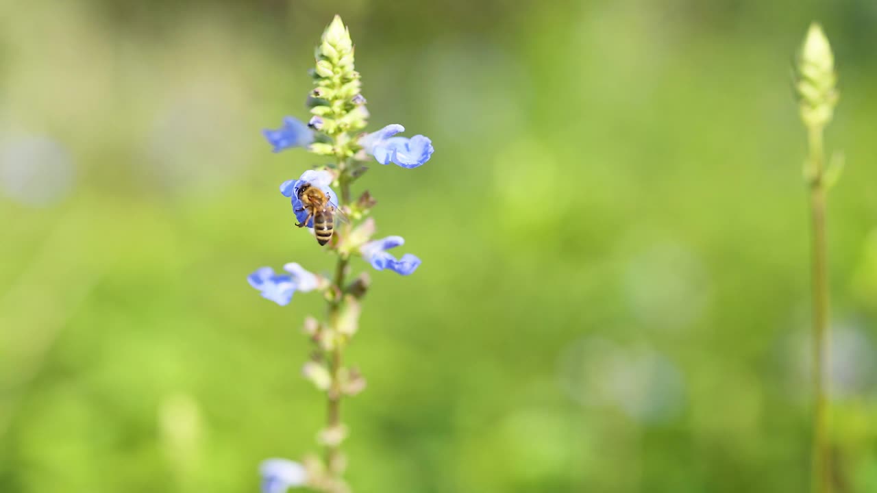 蜜蜂为鼠尾草花授粉视频素材