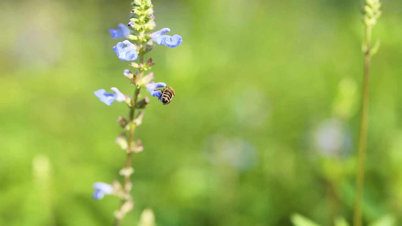 蜜蜂为丹参花授粉视频素材