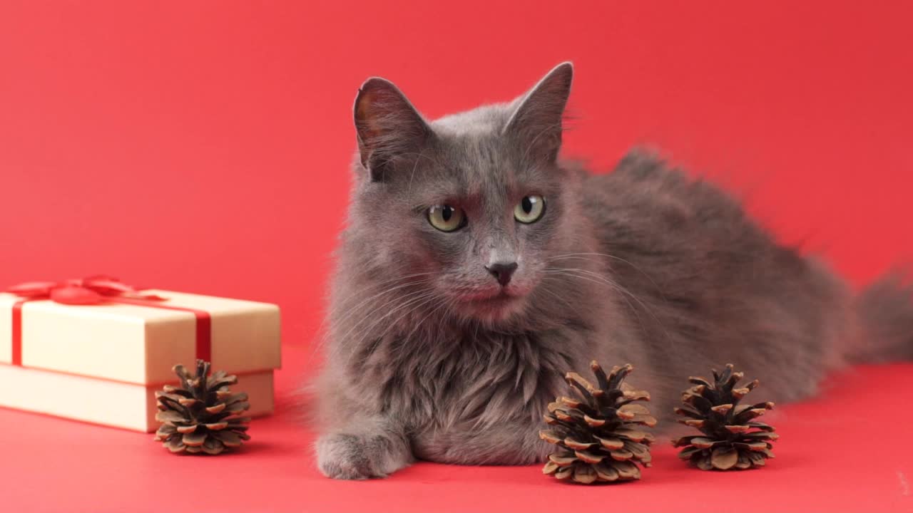 拿着礼物庆祝的Nebelung猫视频素材