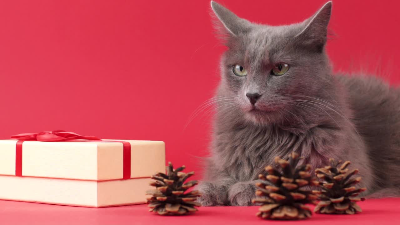 拿着礼物庆祝的Nebelung猫视频下载