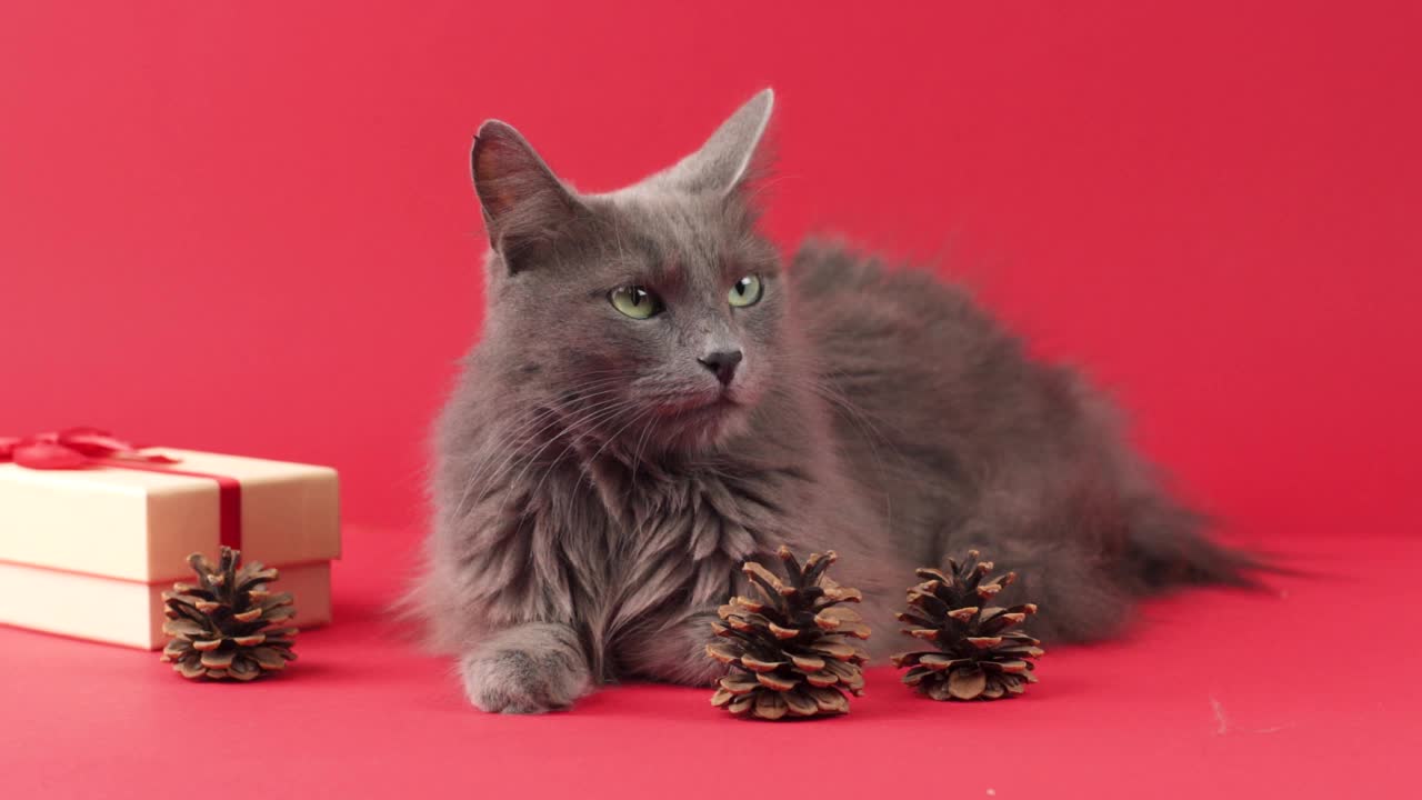 拿着礼物庆祝的Nebelung猫视频素材