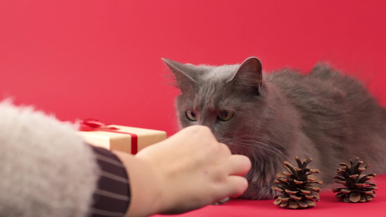 拿着礼物的Nebelung猫在庆祝的环境中吃着零食视频下载