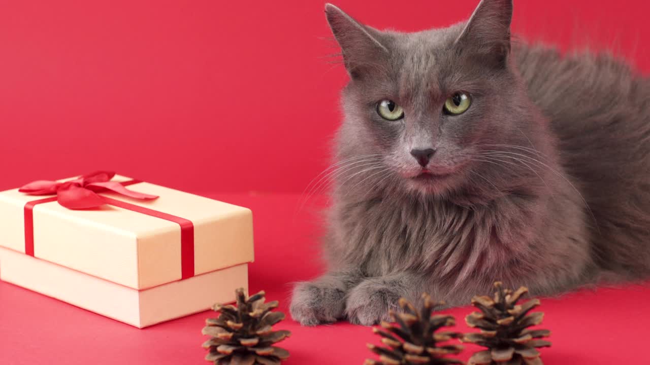 拿着礼物庆祝的Nebelung猫视频下载