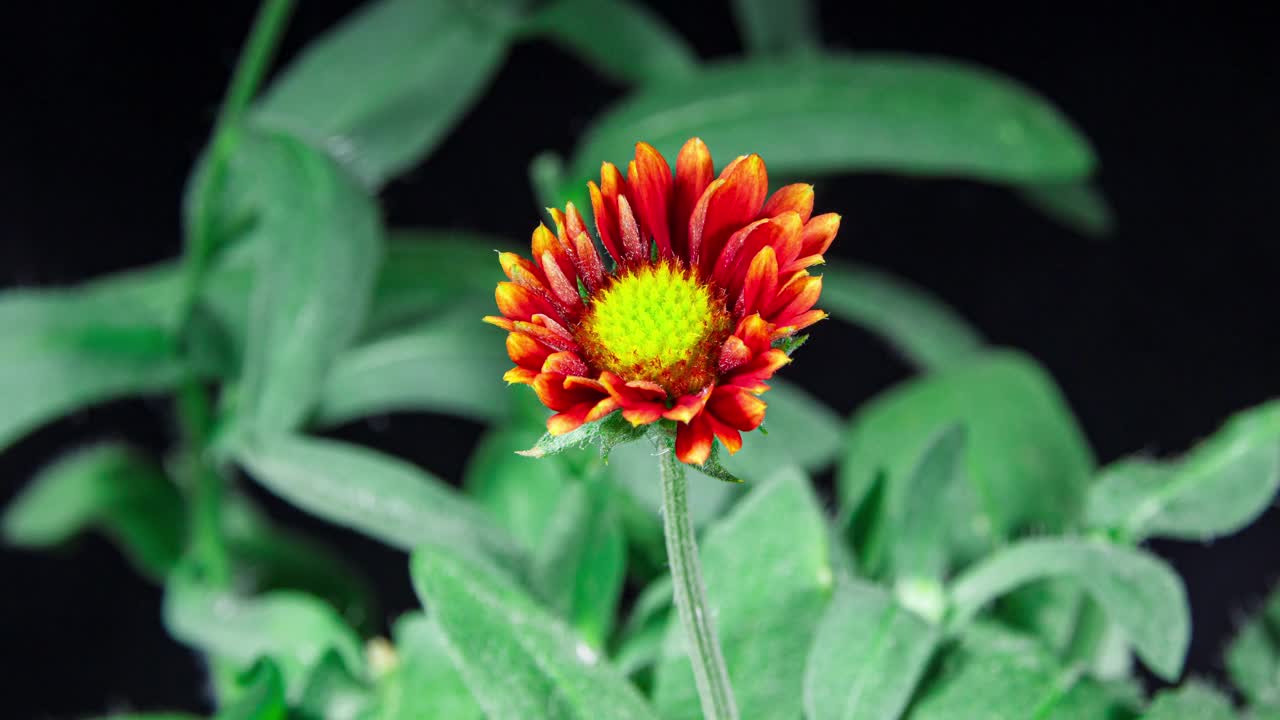 黑色背景上的红花盖拉迪亚开花，美丽的毯花植物开花特写镜头视频下载