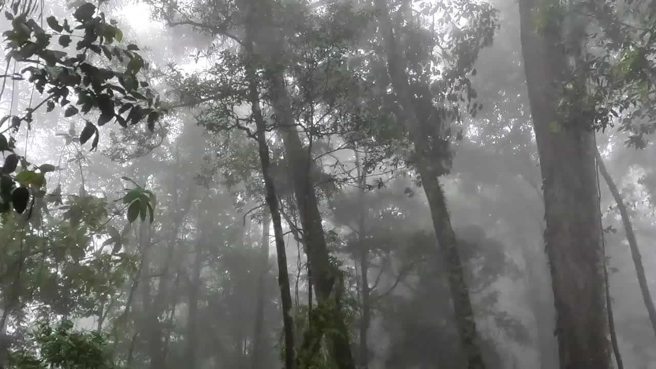 雾气和风的森林景象视频下载