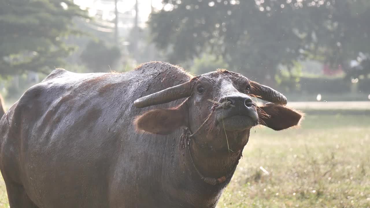 水牛看着镜头视频下载