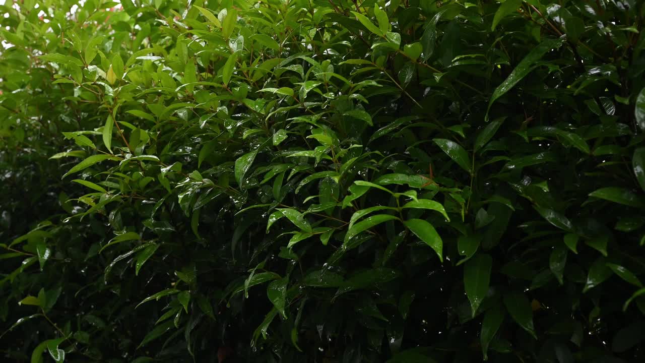 雨季时雨滴落在植物叶子上的镜头。视频下载