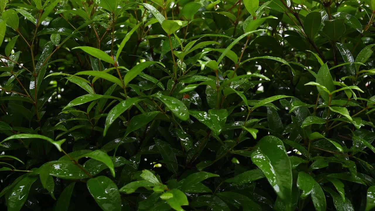 雨季时雨滴落在植物叶子上的镜头。视频下载