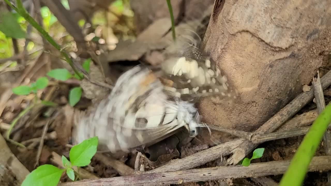 蝴蝶养殖视频下载