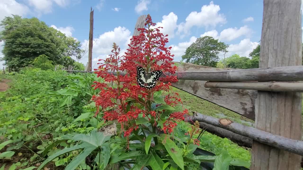 蝴蝶和花视频下载