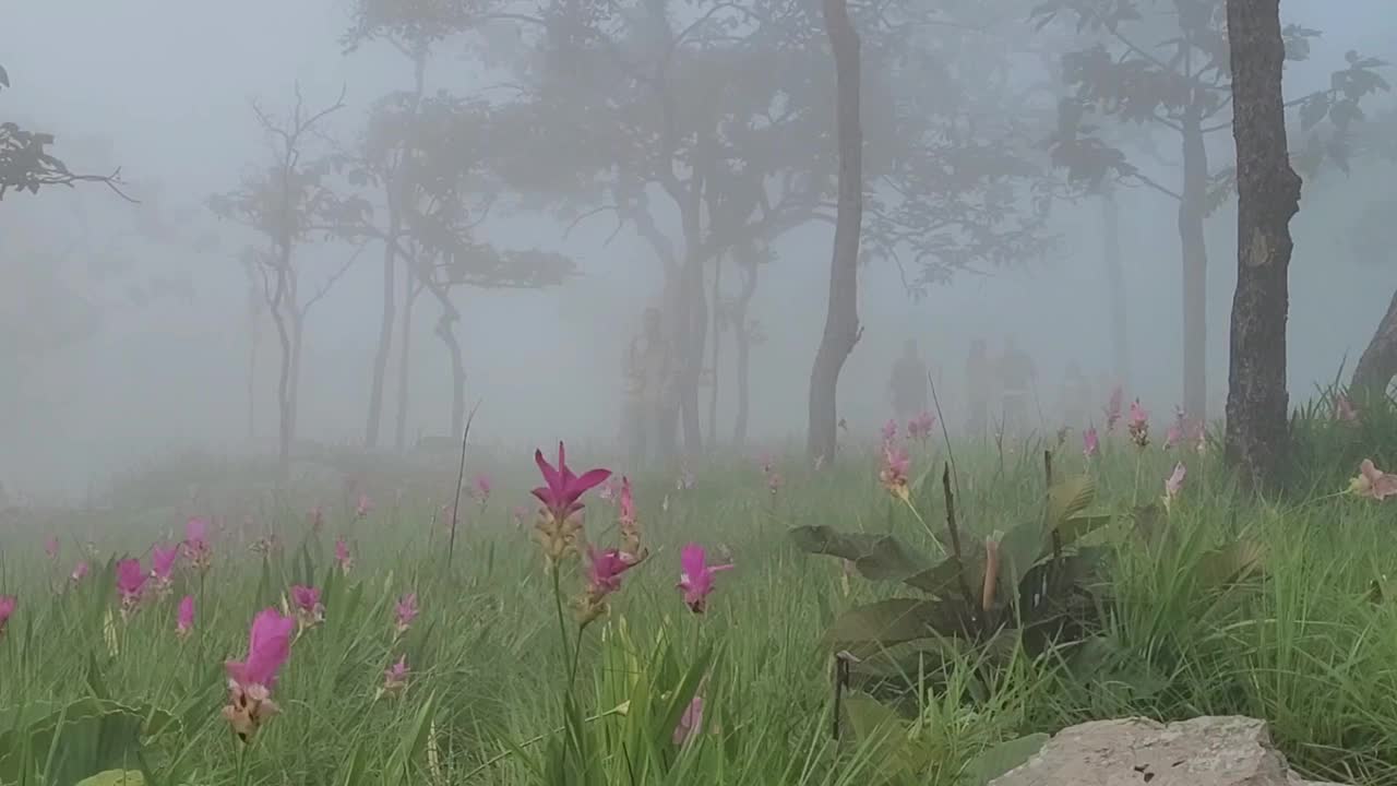 在大自然中散步的游客视频下载