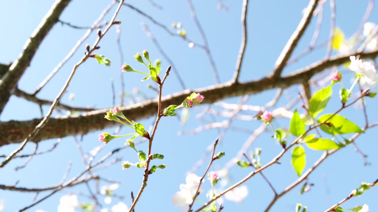 可爱的花蕾视频素材