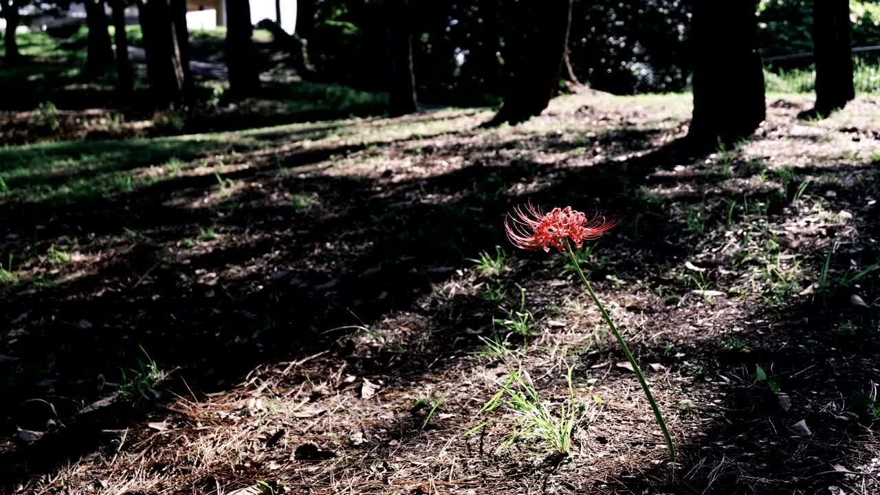 沐浴在阳光下的红蜘蛛百合视频下载