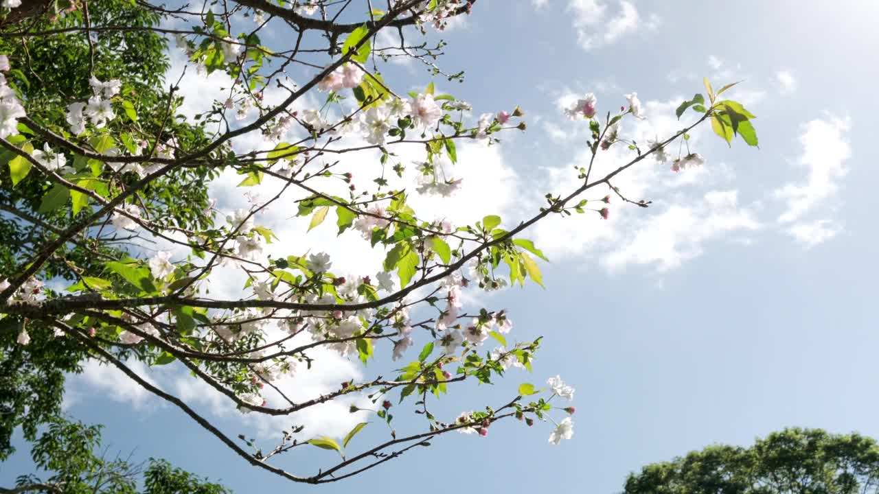 拱廊鲜花和晴朗的天空视频素材