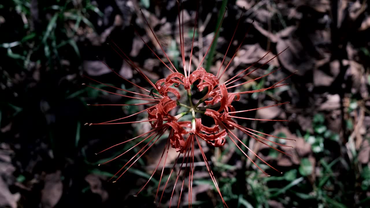 从上面看一簇朱顶花视频素材