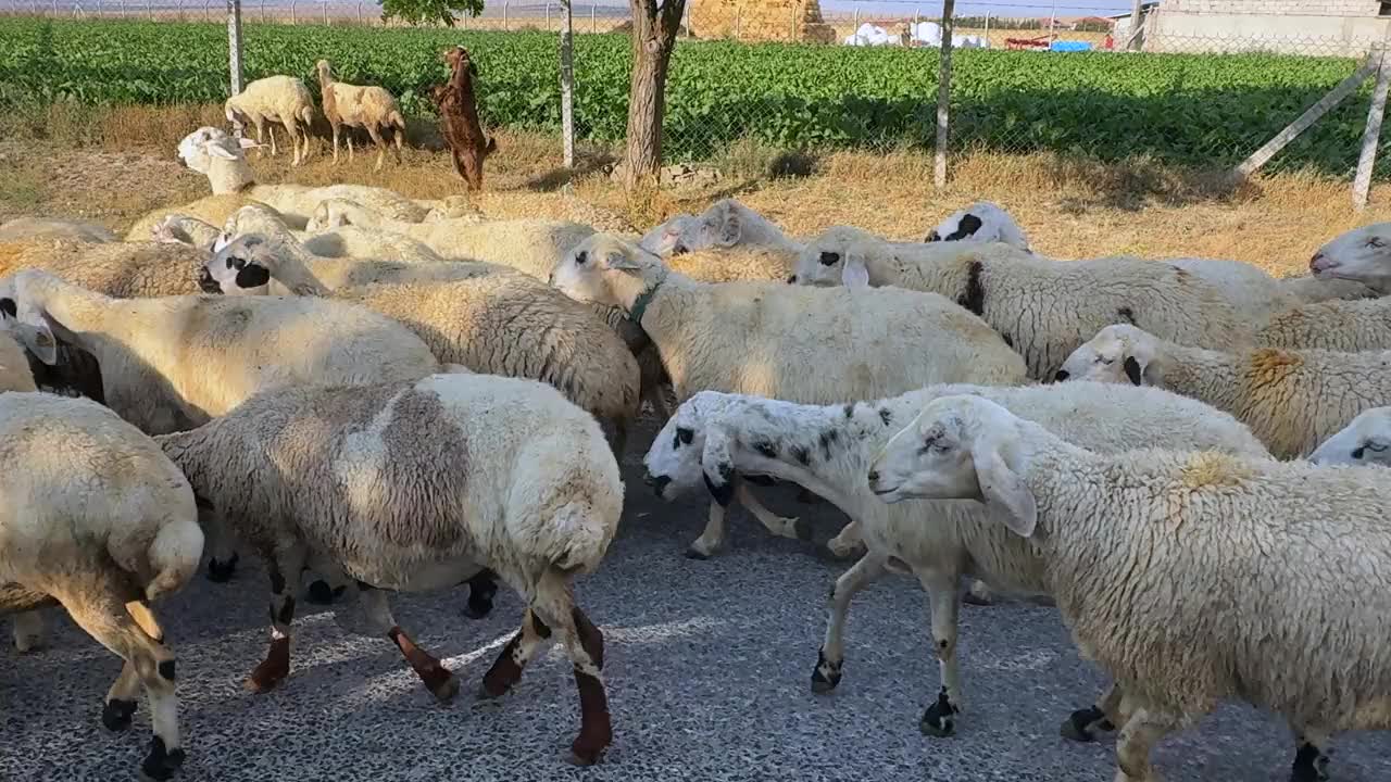 绵羊群视频下载