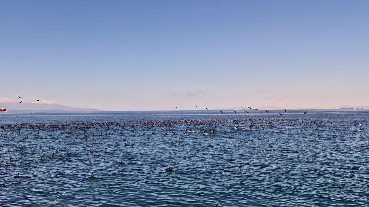 一大群鸬鹚在海面上视频素材