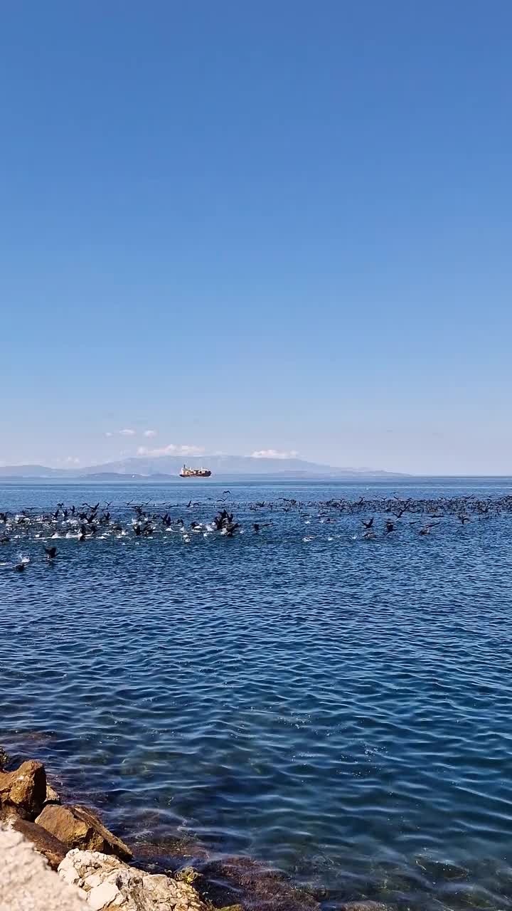 一大群鸬鹚在海面上视频下载