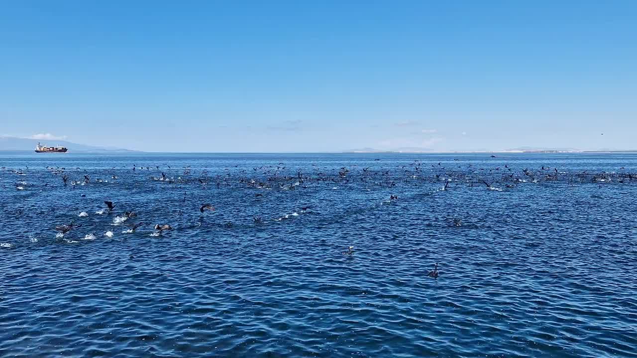 一大群鸬鹚在海面上视频素材