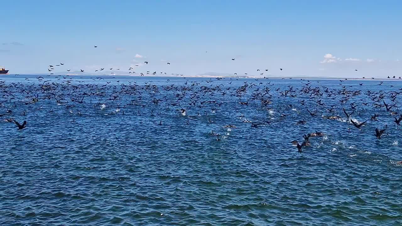 一大群鸬鹚在海面上视频下载