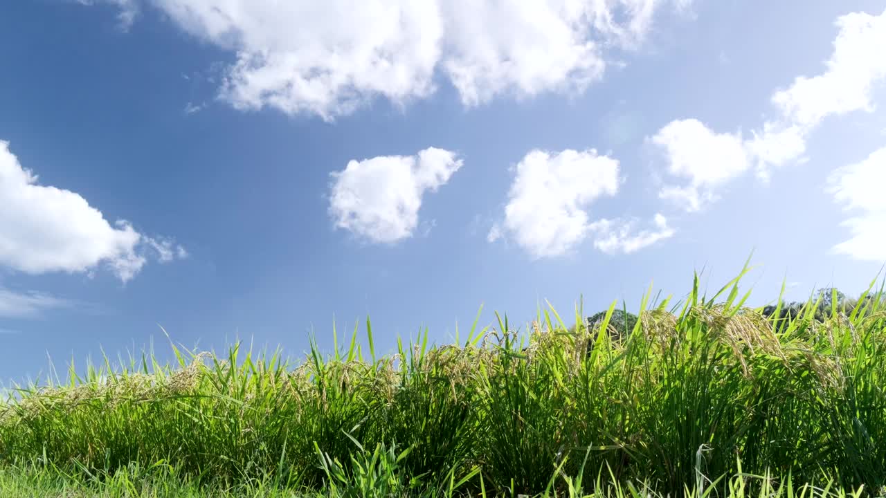 风景的水稻在风中摇曳视频下载