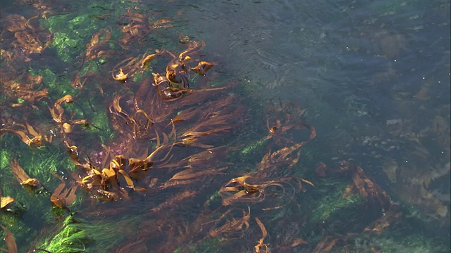 海草在水流中摇摆。高清。视频素材