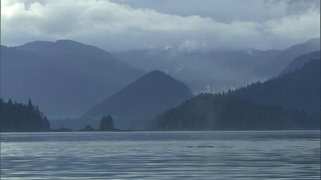 座头鲸浮出水面，从喷水孔喷出水。高清。视频素材