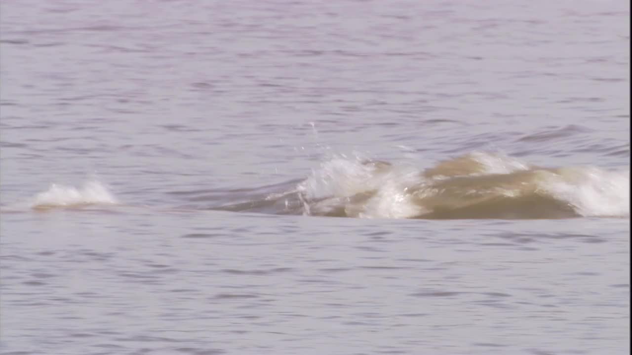 一只波托海豚在亚马逊河的水面下滑翔。高清。视频素材