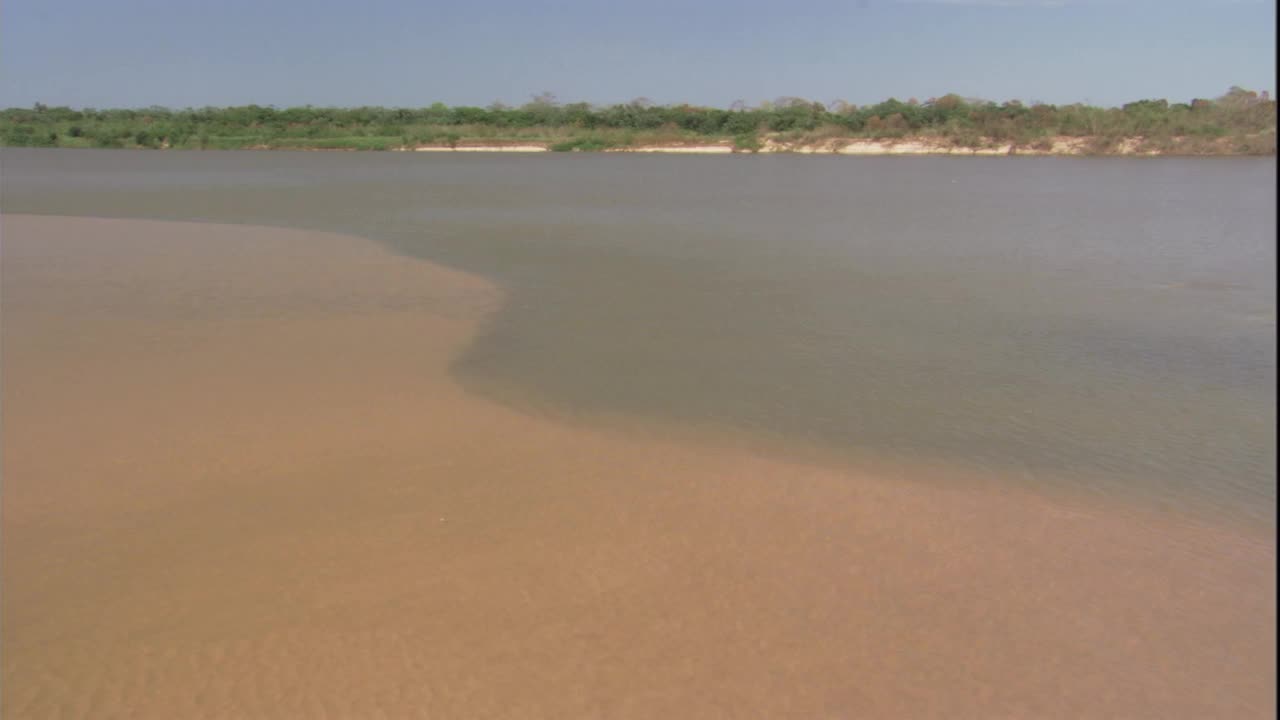 在亚马逊河中，一群鱼跳入浅水区，以躲避一只正在捕猎的博托海豚。高清。视频下载