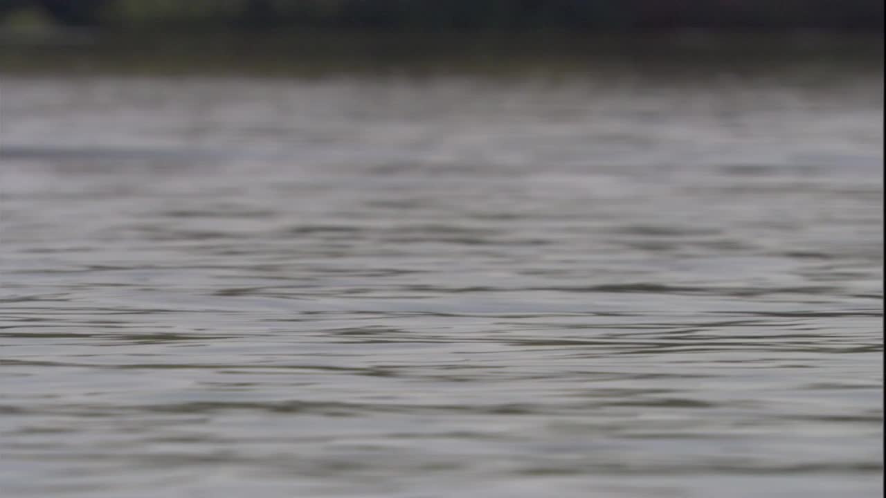 一只波托海豚在亚马逊河的水面上游泳。高清。视频素材